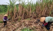 Recover position for sugarcane: Pull farmers back to raw material areas